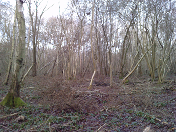woodland-to-be-coppiced