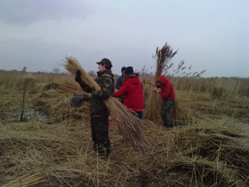 volunteers reed collecting
