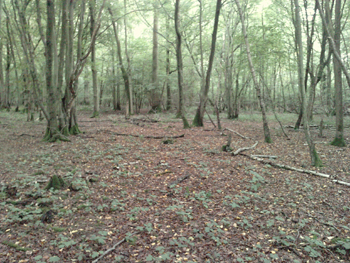 woodland-clearing-for-roundhhouse