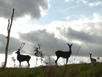 life size red deer sculpture